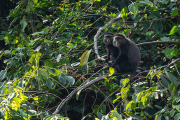 Blue monkey - Cercopithecus mitis, beautiful common primate from African forests and woodlands, Bwindi, Uganda.