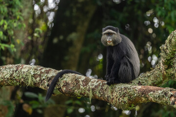 Fototapeta premium Blue monkey - Cercopithecus mitis, beautiful common primate from African forests and woodlands, Bwindi, Uganda.