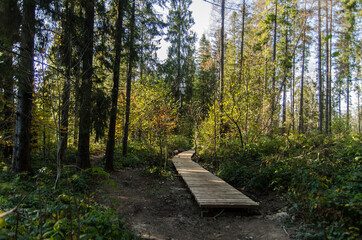 ścieżka w lesie - Bieszczady 