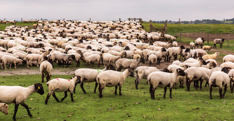 Sheeps  in salted meadow at Mont Saint Michel. France