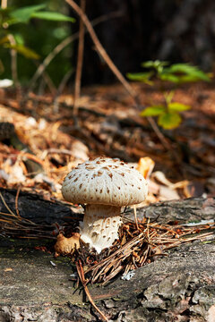 scaly sawgill or train wrecker mushroom on the tree