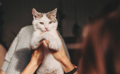 Portrait of a cat looking at camera. Owner holding his cat in hands.