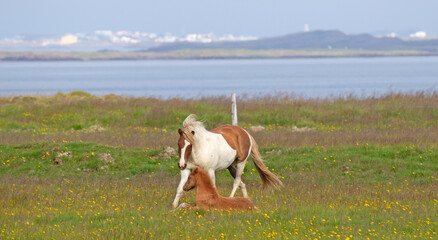 Fototapeta na wymiar Icelandic horses playing in a green field