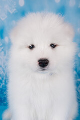 White fluffy small Samoyed puppy dog muzzle close up
