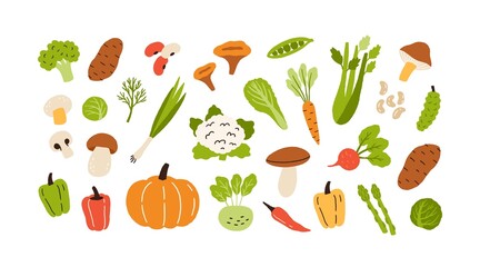 Healthy vegetarian food set with fresh vegetables and mushrooms. Raw farm carrot, pumpkin, pepper, broccoli, potato and cauliflower. Colored flat vector illustration isolated on white background