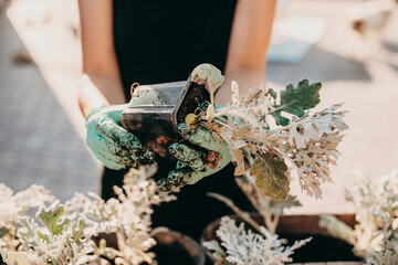 Close-up portrait of gardener's hands planting flower in flowerpots in the garden. Replanting, putting plants in grey container pot