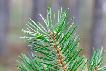close up of pine needles