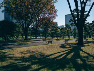 秋の皇居外苑の風景　11月