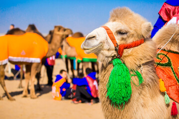 Obraz premium Bactrian camels in the desert. Camels harnessed to riding reins. Camel head and mouth close-up. Camel nose. Egyptian Desert.