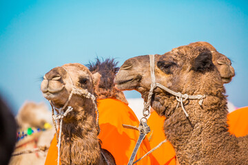 Bactrian camels in the desert. Camels harnessed to riding reins. Camel head and mouth close-up....