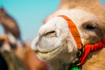 Bactrian camels in the desert. Camels harnessed to riding reins. Camel head and mouth close-up....