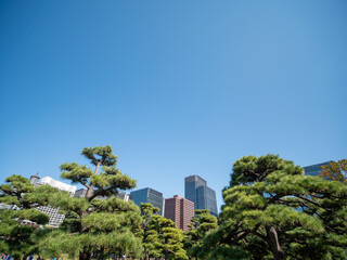 秋の皇居外苑の風景　11月