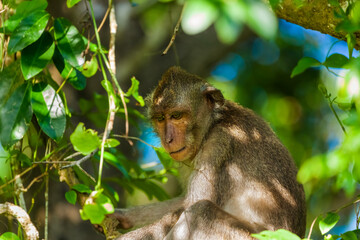 Monkey in park