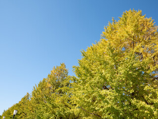 Fototapeta premium 秋の皇居外苑、行幸通りの風景 11月