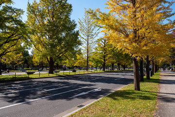 秋の皇居外苑、行幸通りの風景　11月