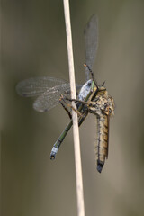 Barbarossa Raubfliege (Eutolmus rufibarbis)