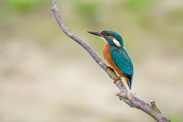 Eisvogel (Alcedo atthis)