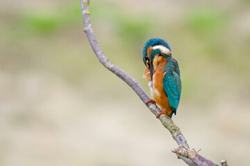 Eisvogel (Alcedo atthis)