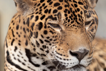 ジャガー