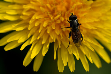 Keulen-Grashalmschwebfliege (Tropidia scita)