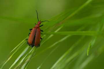 Rotköpfiger Feuerkäfer (Pyrochroa serraticornis)