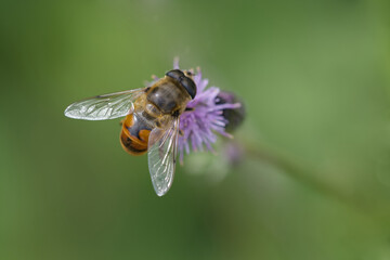 Scheinbienen-Keilfleckschwebfliege (Eristalis tenax)