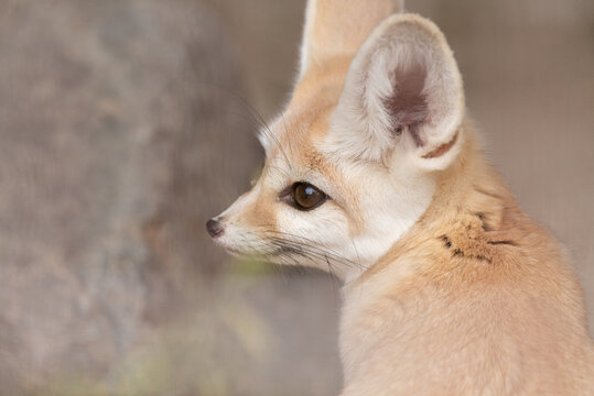 フェネック Images Browse 219 Stock Photos Vectors And Video Adobe Stock