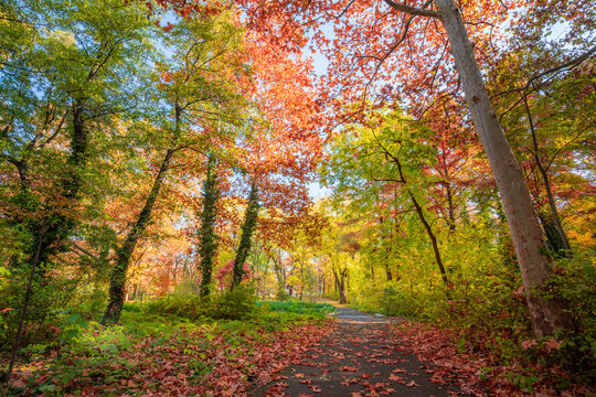Amazingly stunning autumn forest nature. Colorful trees and leaves with blue sunny sky. Idyllic peaceful rural outdoor park scenic landscape. Happy majestic nature, forest trail. Adventure freedom