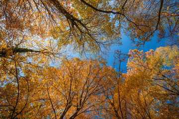 Bright yellow and orange leaves against a blue sky. Abstract fall seasonal landscape, scenic nature view with colorful leaves. Idyllic natural landscape, low point of view, looking up. Dramatic mood