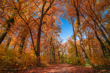 Autumn stunning forest scenery. Scenic nature landscape with colorful leaves, blue sky. Adventure forest trail, freedom nature. Amazing natural scenery, dramatic fall seasonal art view. Peaceful trees