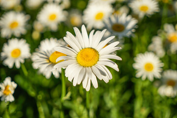 Obraz na płótnie Canvas Aster white chrysanthemum close-up