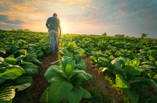 Agriculture work on cropping data analysis by tablet and flare light morning in tobacco farm field.technology for plantation data link with internet make a good plant organic product and non-toxic