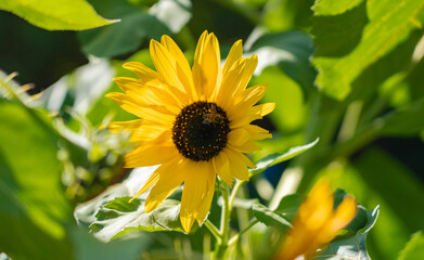 Beautiful sunflowers in the garden, green background