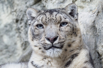Portrait of a snow leopard close up on a stone background