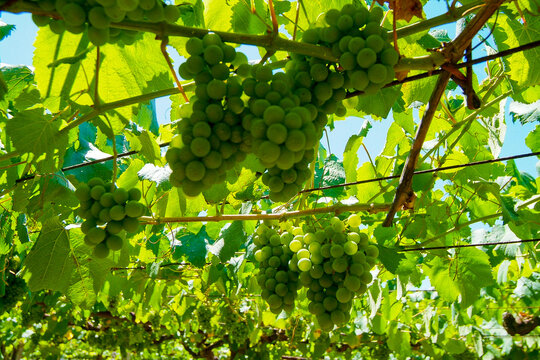 Vi&ntilde;edos integrados en la D.O. R&iacute;as Baixas, Pontevedra, Galicia