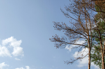 Pine trees branches against sky background