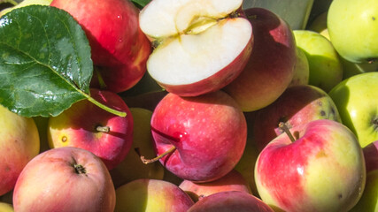 Half of an apple lies on red apples with leaves with water drops, close-up, copy space, background