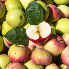 Half of an apple lies on red apples with leaves with water drops, close-up, copy space, background