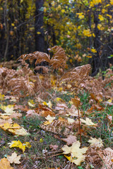 Yellowed autumn fern leaves in the forest