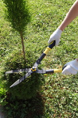 Cutting thuja with scissors, the gardener's hands in the frame are doing topiary haircut to the shrub, caring for the ornamental garden. Landscaping for creating topiary from coniferous trees.