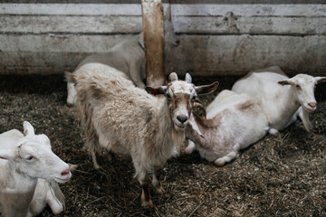 Funny goat standing and looking at camera.