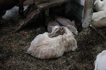 Funny goat lying indoors on straw.