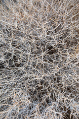 abstract natural background from dry plant top view, vertical.