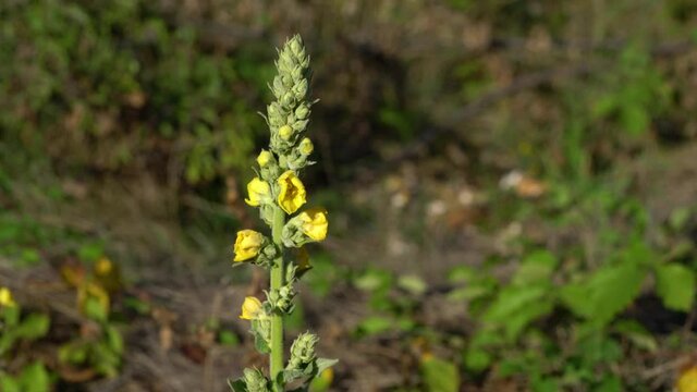 Great Mullein in slight breeze (Verbascum thapsus) - (4K)