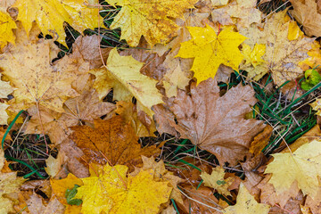 Many yellow autumn leaves in the forest