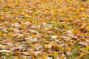 bright maple leaves on the ground in the autumn park in autumn