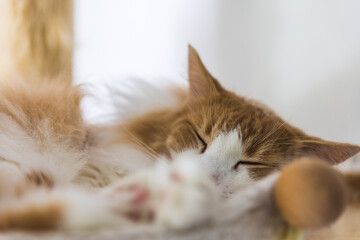 Closeup of sleeping white-orange cat.