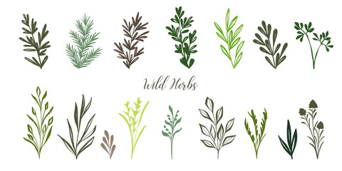 Fototapeta premium Set of doodle hand drawn herbs and plants. Collection of simple organic design elements.