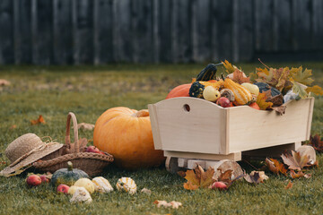 Vintage wheelbarrow full of various shapes pumpkins and apples