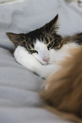 Black-white cat with open green eyes lying on a sheet. Paw under its face.